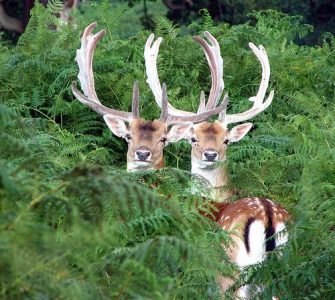 Now Serving Deer Image